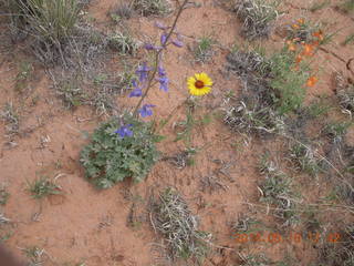 260 8mj. Canyonlands National Park - Needles - Elephant Hill + Chesler Park hike - flowes