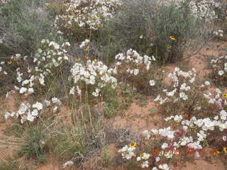 268 8mj. Canyonlands National Park - Needles - Elephant Hill + Chesler Park hike - flowers
