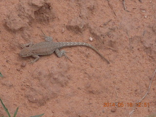 277 8mj. Canyonlands National Park - Needles - Elephant Hill + Chesler Park hike - lizard