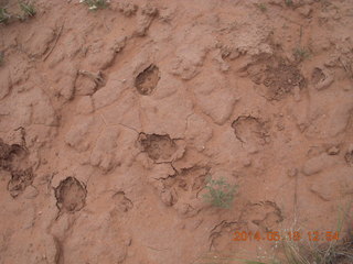280 8mj. Canyonlands National Park - Needles - Elephant Hill + Chesler Park hike - footprints