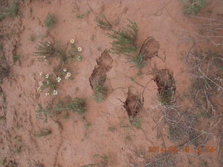281 8mj. Canyonlands National Park - Needles - Elephant Hill + Chesler Park hike - footprints
