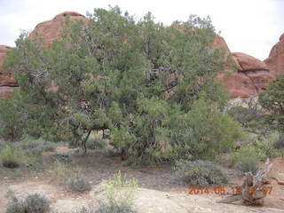 339 8mj. Canyonlands National Park - Needles - Elephant Hill + Chesler Park hike - tree