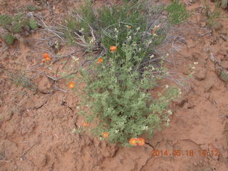 342 8mj. Canyonlands National Park - Needles - Elephant Hill + Chesler Park hike - flowers