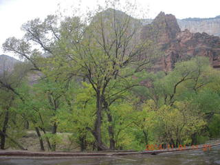 52 8t1. Zion National Park foliage