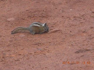 82 8t1. Zion National Park - Observation Point hike - summit - chipmunk
