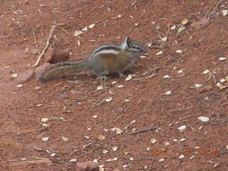 83 8t1. Zion National Park - Observation Point hike - chipmunk
