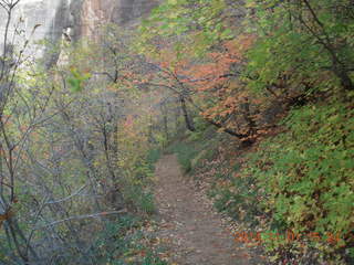 116 8t1. Zion National Park - Observation Point hike - foliage