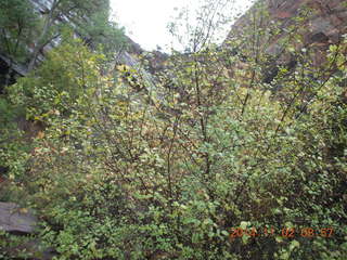 42 8t2. Zion National Park Angels Landing hike - foliage