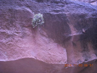 5 8t3. Zion National Park - dawn Riverwalk
