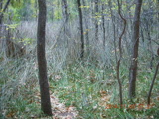 32 8t3. Zion National Park - dawn Riverwalk