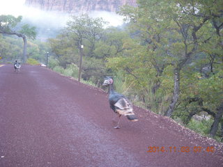 48 8t3. Zion National Park - wild turkey - strange low cloud-fog