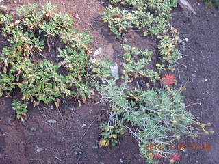 98 8t3. Zion National Park - path along the Virgin River - flowers