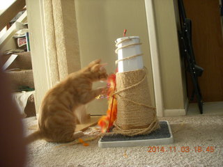 149 8t3. my kitten-cat Max with his new toy - thanks to Debbie M of Animal Planners