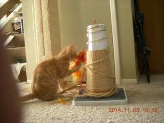 150 8t3. my kitten-cat Max with his new toy - thanks to Debbie M of Animal Planners
