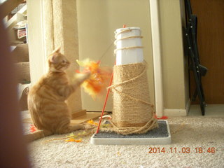 151 8t3. my kitten-cat Max with his new toy - thanks to Debbie M of Animal Planners