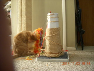 152 8t3. my kitten-cat Max with his new toy - thanks to Debbie M of Animal Planners