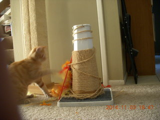 153 8t3. my kitten-cat Max with his new toy - thanks to Debbie M of Animal Planners