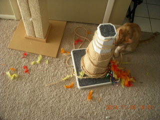 157 8t3. my kitten-cat Max with his new toy - thanks to Debbie M of Animal Planners