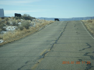 85 8v3. driving from Fisher Towers hike back to Moab - cows