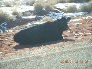 92 8v3. driving from Fisher Towers hike back to Moab - cow
