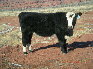 93 8v3. driving from Fisher Towers hike back to Moab- cow