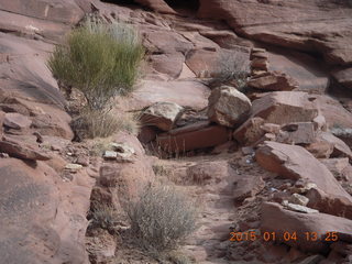 78 8v4. Canyonlands National Park - Lathrop trail hike - plants