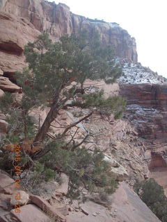79 8v4. Canyonlands National Park - Lathrop trail hike - tree