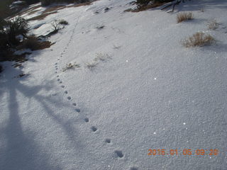 58 8v5. Dead Horse Point State Park hike - animal tracks