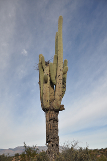Grapevine pics - big saguaro cactus
