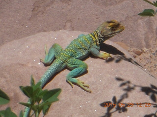113 8zv. Beaver Creek Canyon hike - lizard