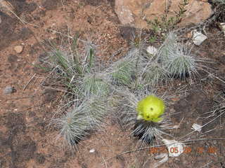 120 8zv. Beaver Creek Canyon hike - flower