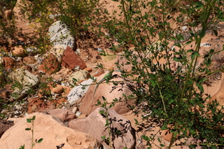 159 8zv. Beaver Creek Canyon hike