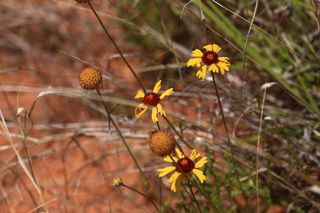 181 8zv. Beaver Creek Canyon hike - flowers