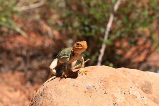 200 8zv. Beaver Creek Canyon hike - lizard
