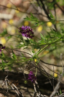 304 8zv. Beaver Creek Canyon hike - flowers
