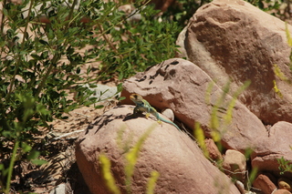 323 8zv. Beaver Creek Canyon hike