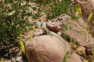 324 8zv. Beaver Creek Canyon hike