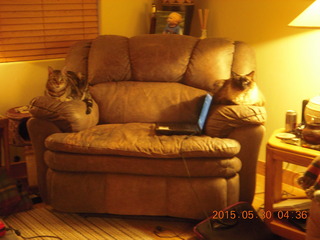 1 8zw. cat Ditto and my laptop