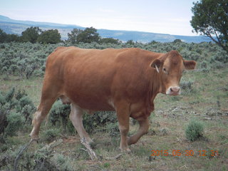 235 8zw. drive to Calamity Mine - cow