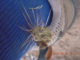 247 8zw. drive to Calamity Mine - cactus stuck to my ankle