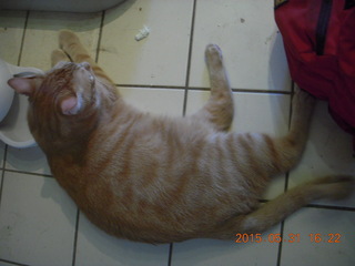149 8zx. my cat Max