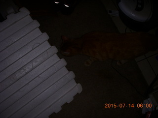 393 91e. my cat Max