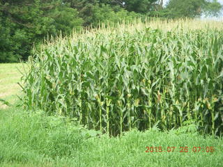 Afton, Minnesota, run - corn