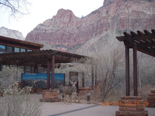 52 972. Zion National Park - Visitors Center - mule deer up close