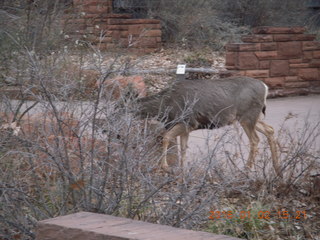 55 972. Zion National Park - Visitors Center - mule deer up close