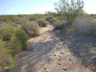 Alamo Lake run