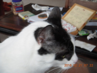 Craig's cat Pirate