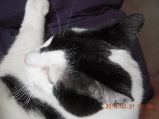 Craig's cat Pirate