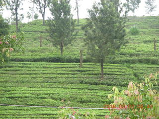 42 993. Indonesia tea plantation