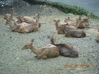 122 993. Indonesia Safari ride - gazelles